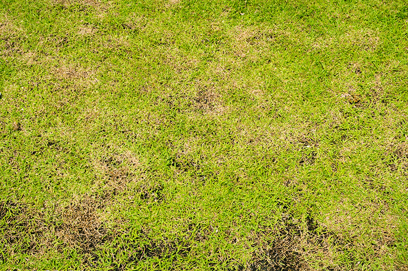 Disease turf_800px