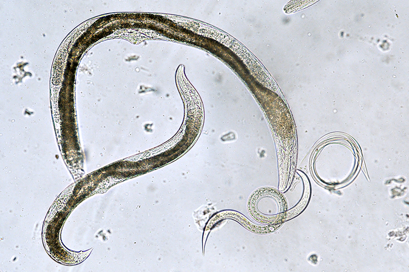 Parasite_800px