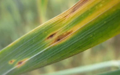 AUTUMN DISEASES