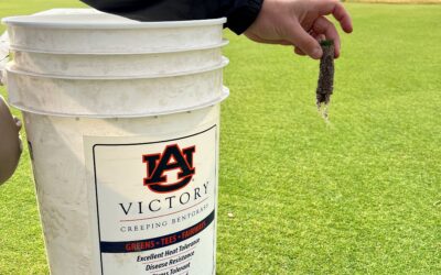 Victory AU: A Bentgrass Breakthrough for Clever “Lower Input” Turf Management