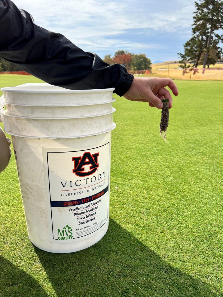 Victory AU: A Bentgrass Breakthrough for Clever “Lower Input” Turf ...