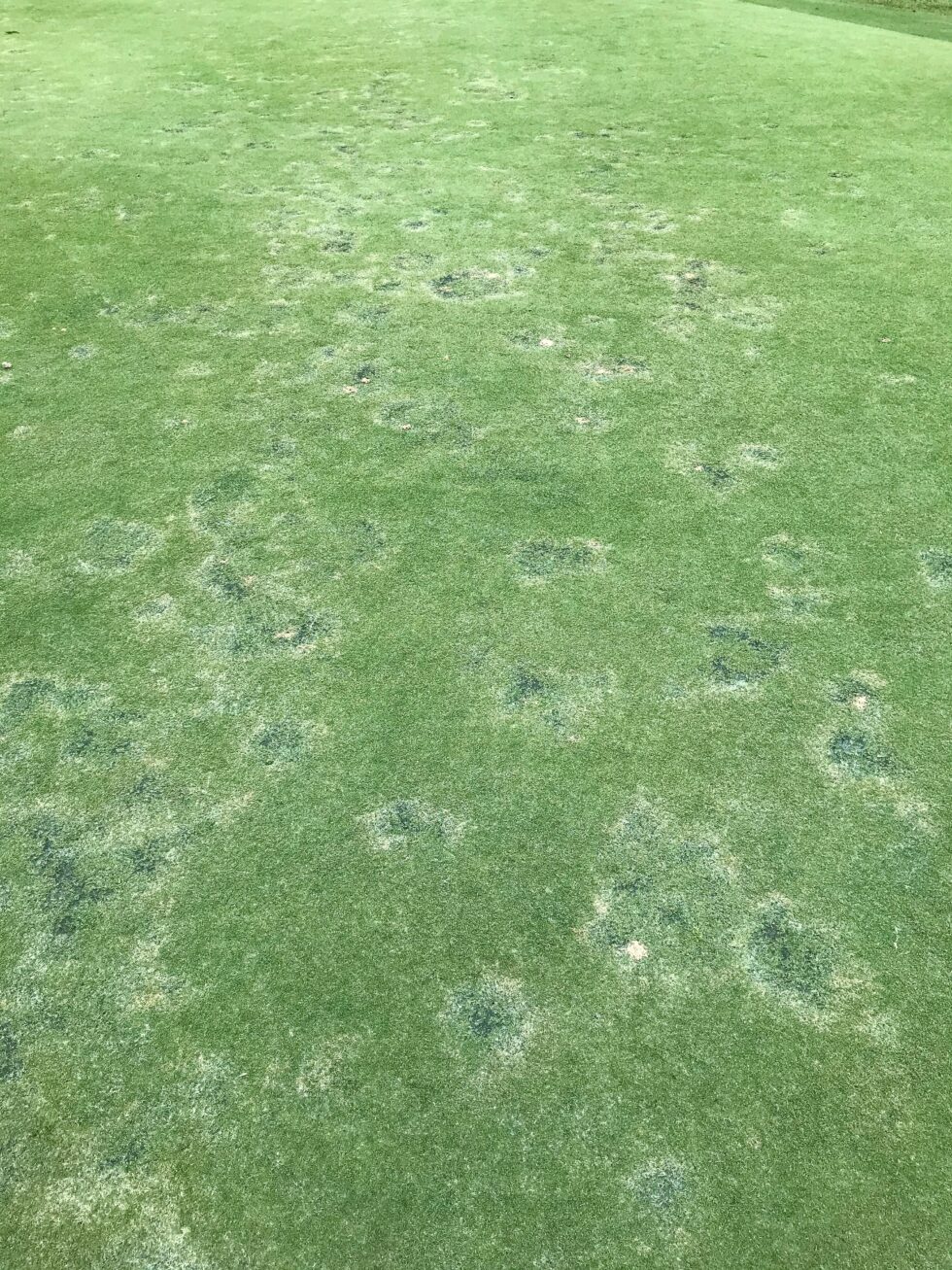 Spring Eri Spring Turf Health Alert: ERI Diseases - Living Turf