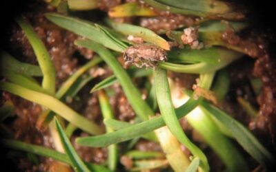 Argentine Stem Weevil this summer
